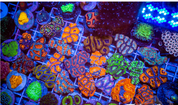 Acan Corals