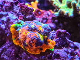 Chalice Corals