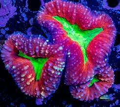Lobophyllia Coral