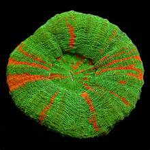 Scolymia Coral