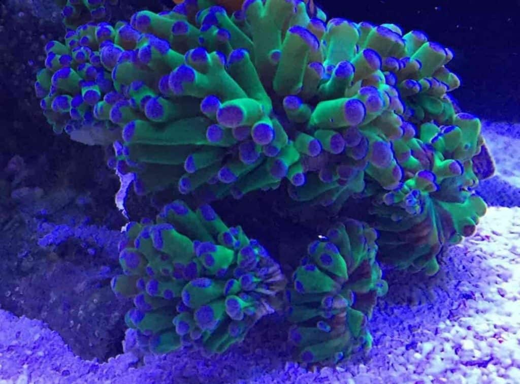 Frogspawn Corals