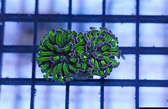 Hammer Corals