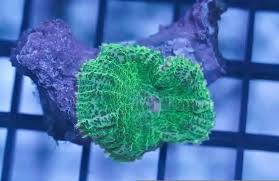 Mushroom Corals