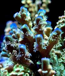 SPS Corals