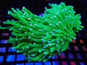 Torch Corals