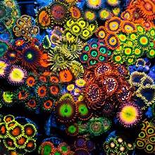 Zoanthids