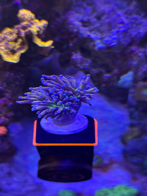 Tiger Torch Coral WYSIWYG
