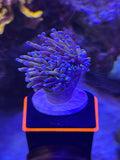 Tiger Torch Coral WYSIWYG
