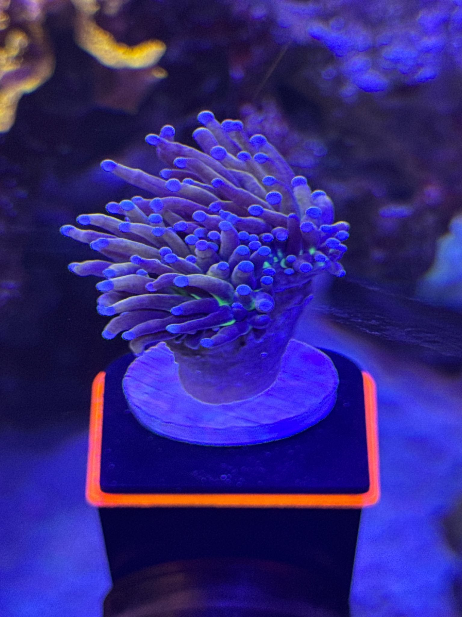 Tiger Torch Coral WYSIWYG